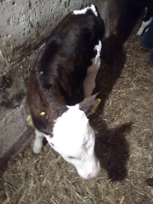 Jaloszki Miszne Sm Lm od 1600zl