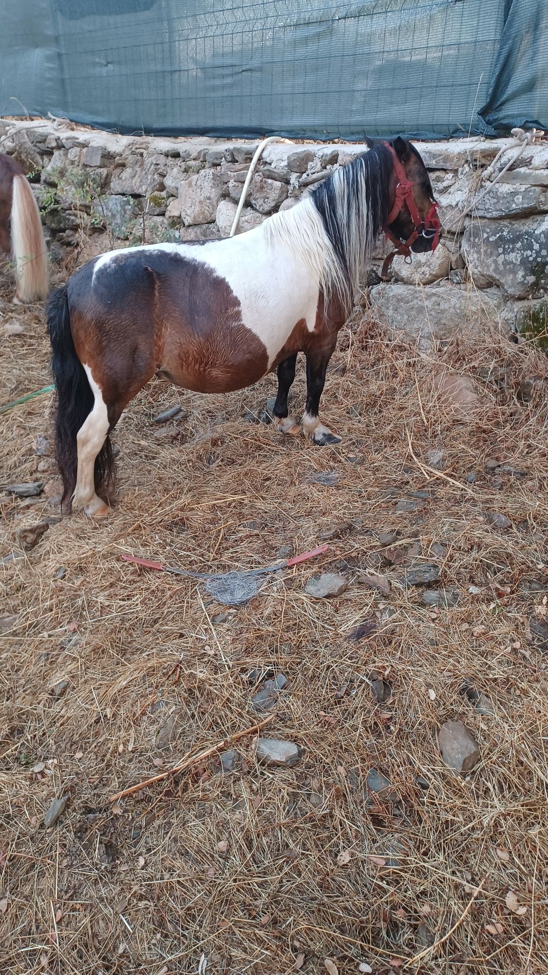 Casal de mini poneis são muito pequenos e mansos