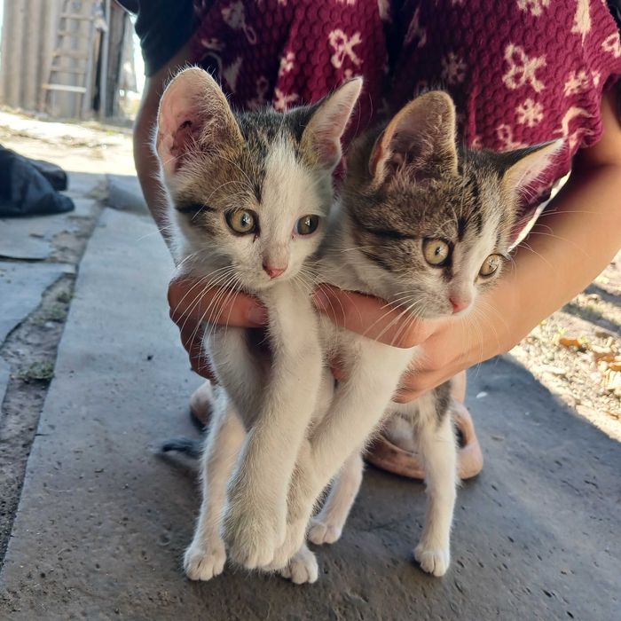 Віддамо кошенят у добрі руки