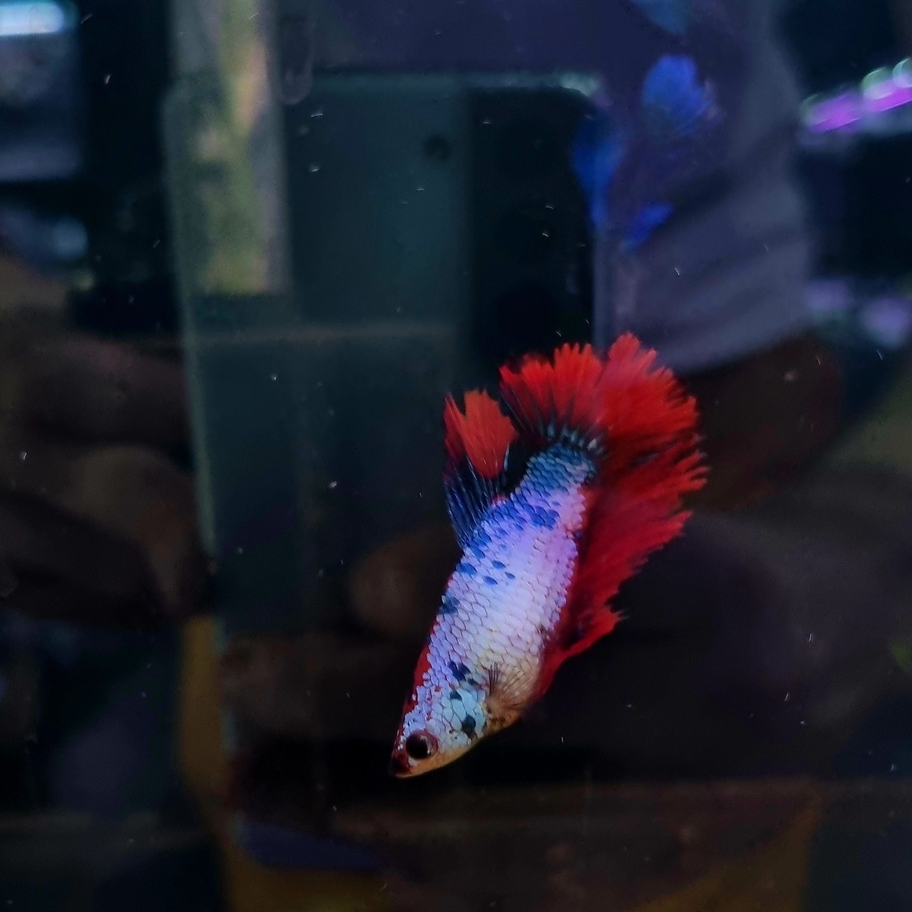 Bojowniki samice hm nemo