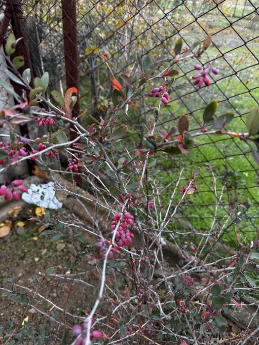 Саженец смородины, барбариса