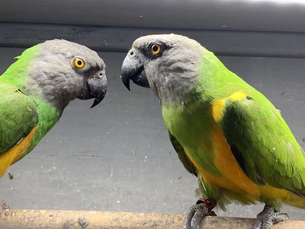 Сенегальские попугаи самки и самцы