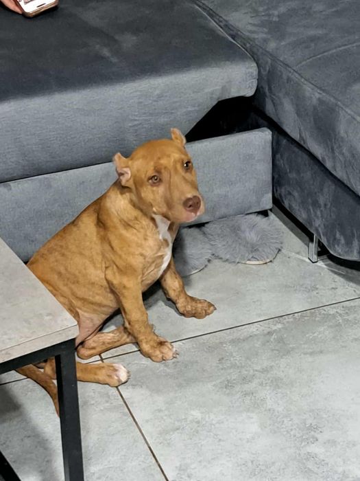 Suczka American Pit Bull Terrier