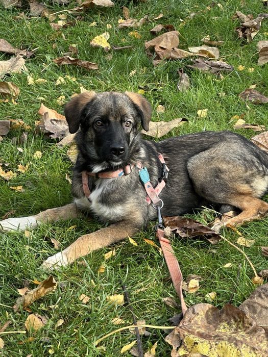 Віддаємо безкоштовно маленьке цуценя