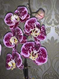 Орхідея на два квітоноси