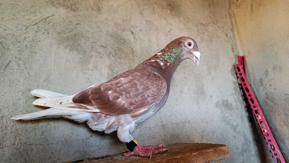 Gołębie Pocztowe! Czerwony Janssen Vos/Jedyny Taki /Ideał!