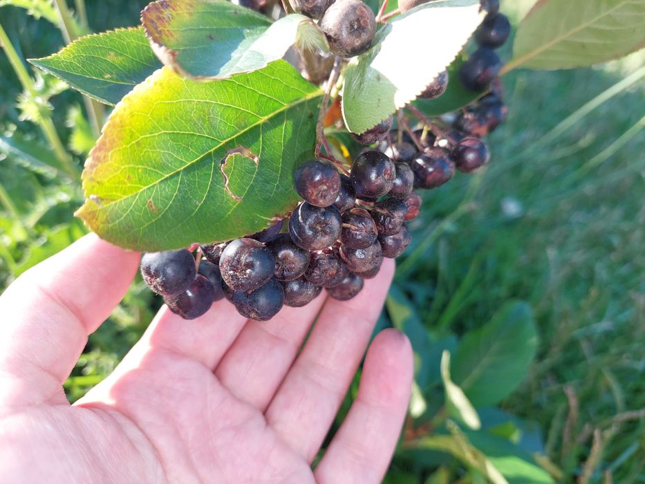 Aronia melanocarpa negra