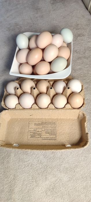 Jajka wiejskie z własnej hodowli