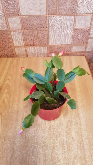 Рождественник с горшком