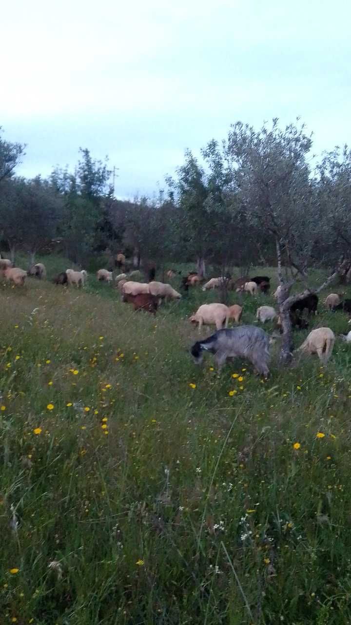 Cabras e Ovelhas