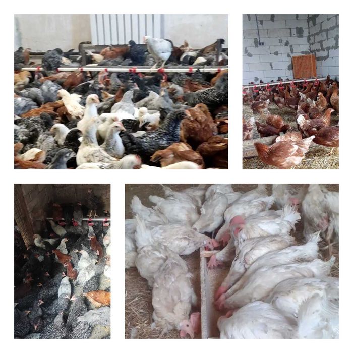 Продам кури несушки! Доставка безкоштовна. Дворічна