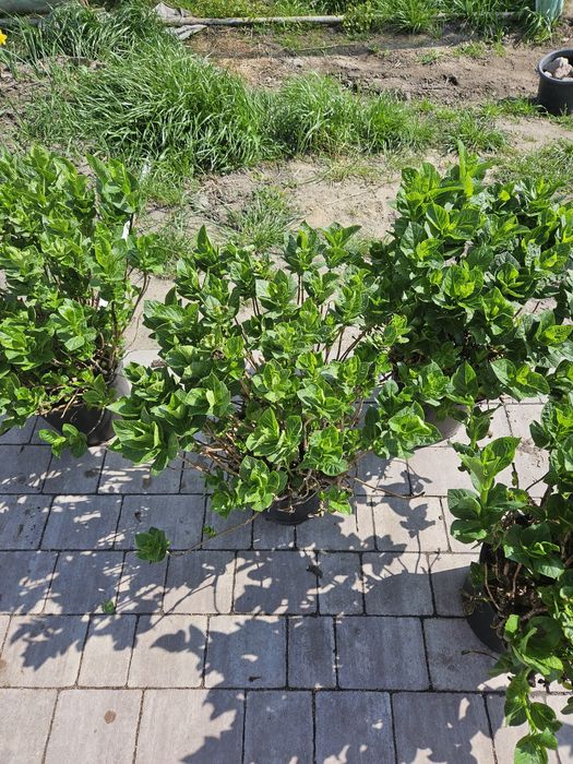 Hortensja ogrodowa odmiana Amethyst hurt/detal