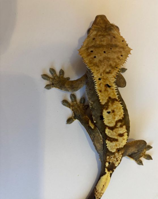 Terrarium + 4 gekony