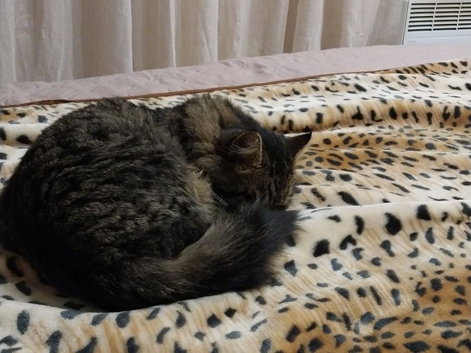 Пропал кот Хантер