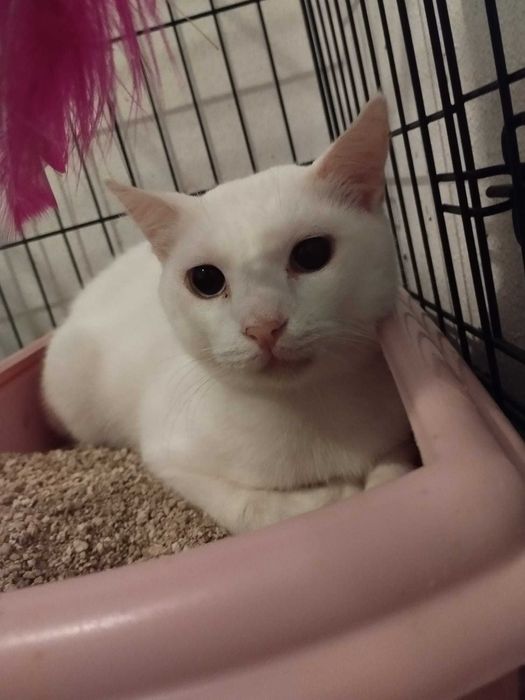 Gatinhos brancos para adoção