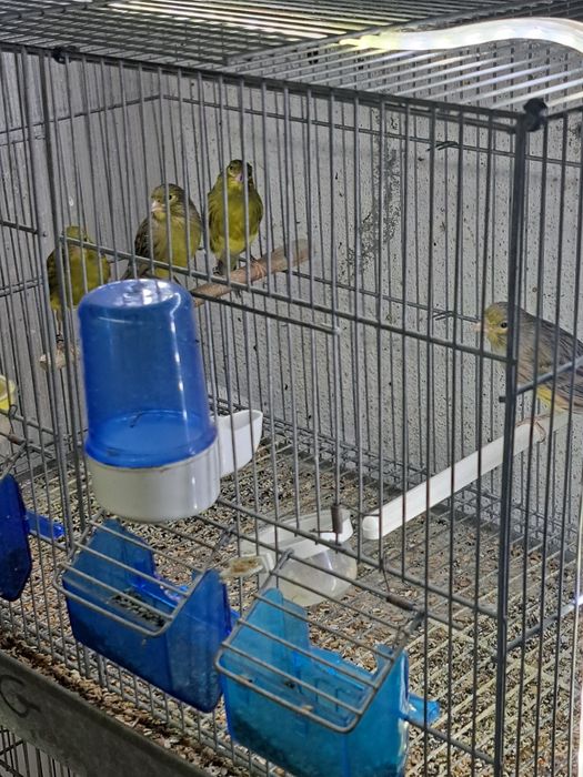 Canários timbrado espanhol