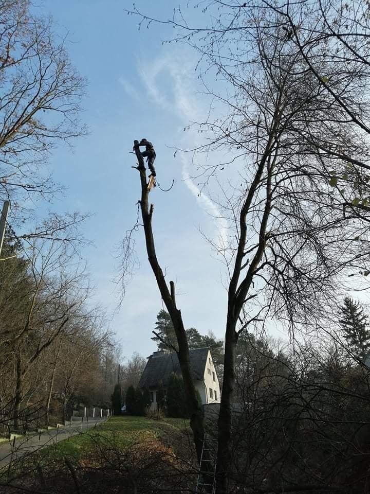 Wycinka drzew mulczowanie rębak