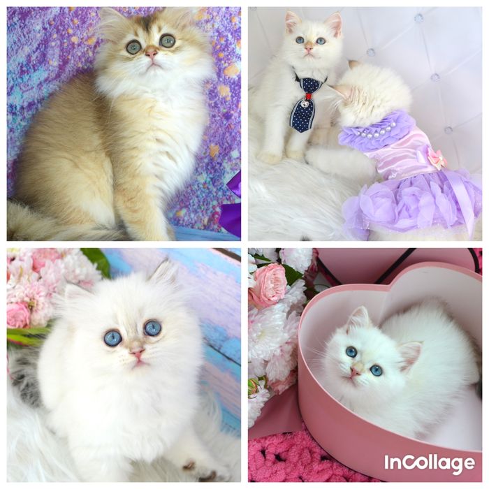 Британські котята золота шиншила/поінт/золоті