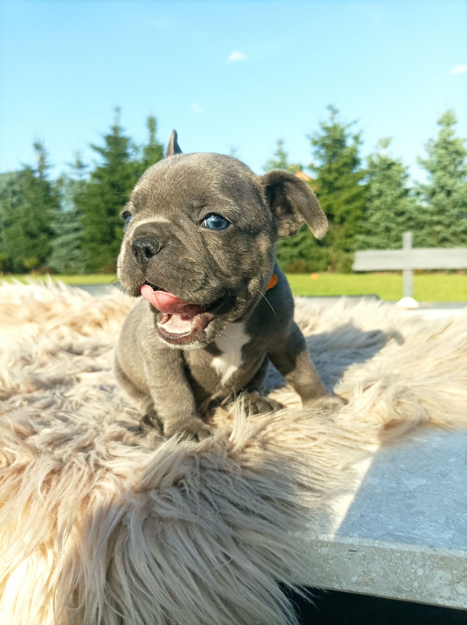 Buldog francuski