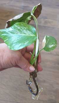 Monstera variegated