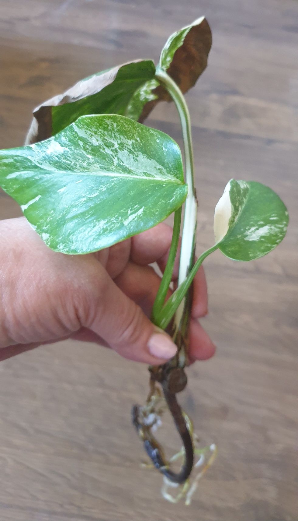 Monstera variegated