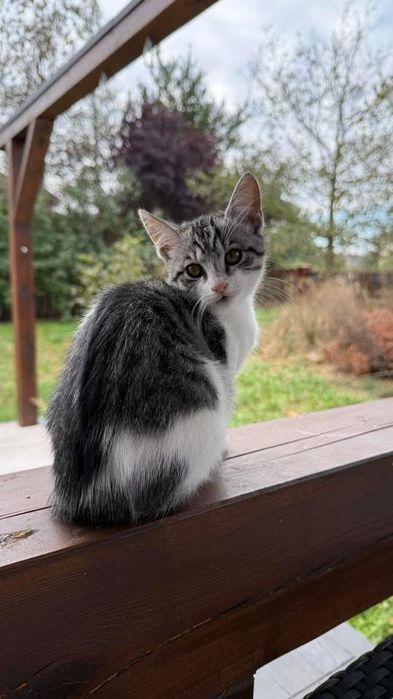 Koty 3-4 miesięczne do adopcji