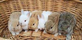Vendo coelhos anões mini holandês