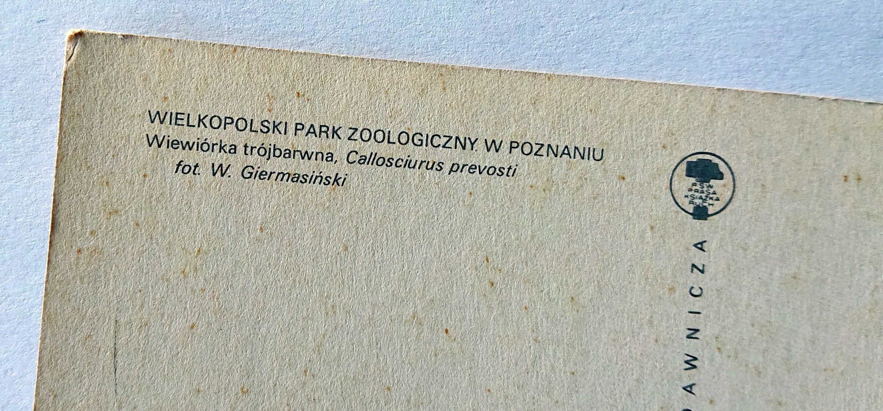 Kartka pocztowa - KAW - 1979 - Wiewiórka trójbarwna - ZOO Poznań