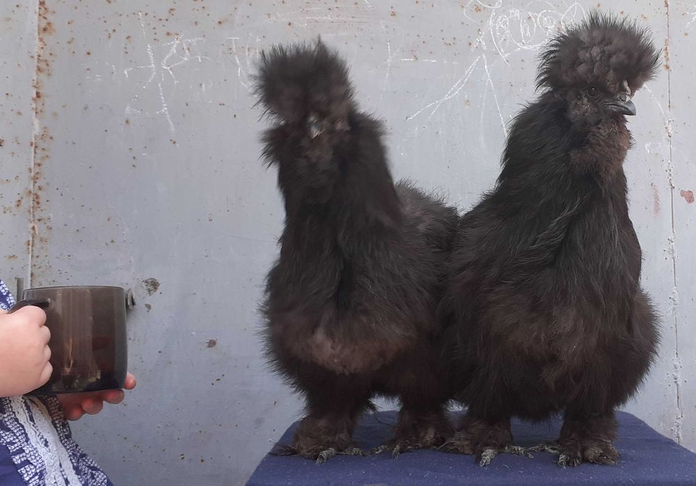 яйцо инкубационное Silkie китайская шёлковая пуховая кур,петух,цыплята