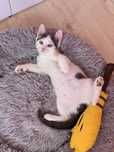 Кіт кот котик кошеня котята котенок шукає родину