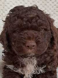 Szczeniaki lagotto romagnolo