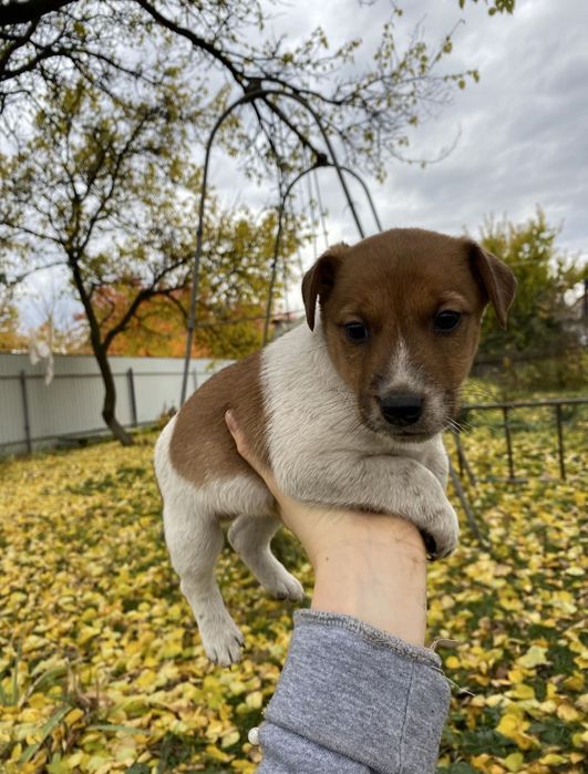 Цуценята породи Фокстер'єр