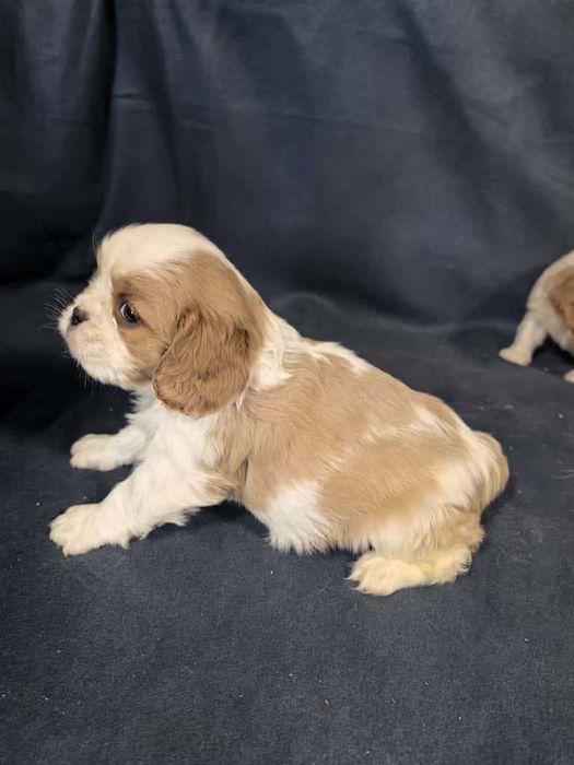 Cavalier king charles spaniel