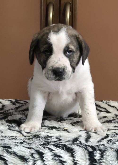 Owczarek Środkowoazjatycki