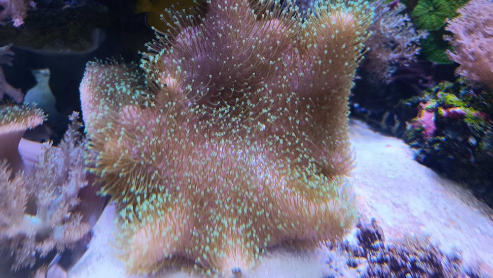 Sarcophyton green fluo Koral Koralowiec akwarium morskie 18 cm