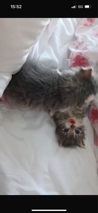 Małe kotki do adopcji