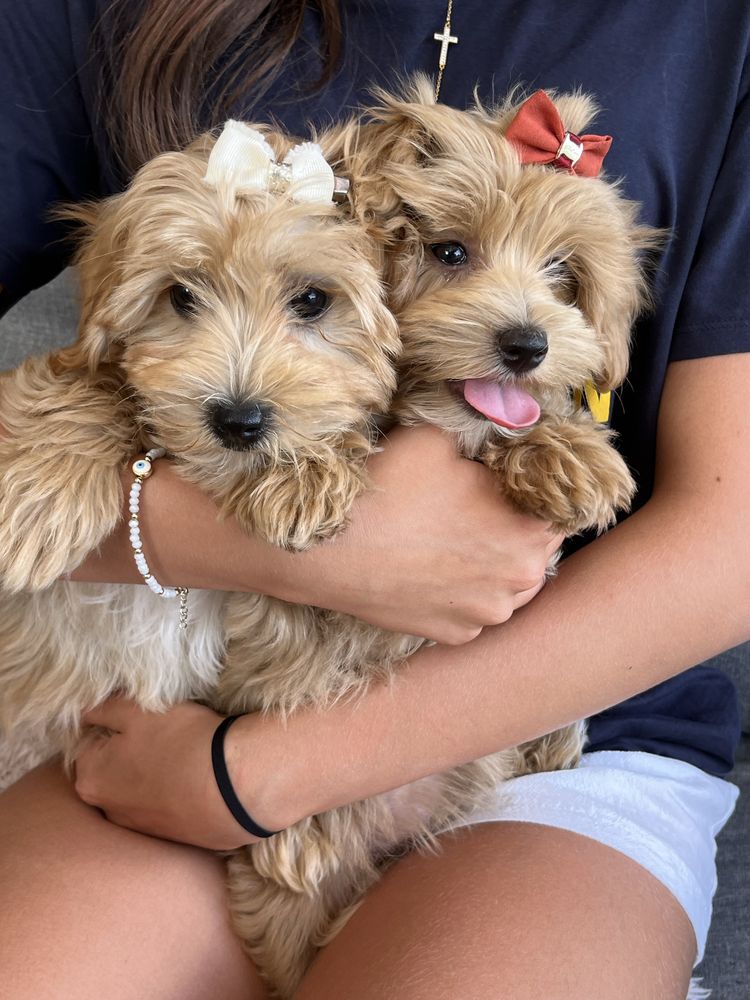 Cudowna suczka maltipoo do odbioru