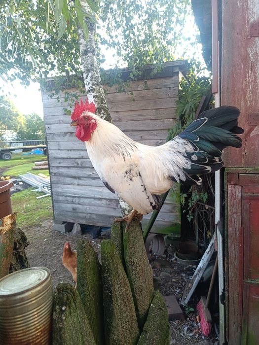 Sprzedam małego kogutka