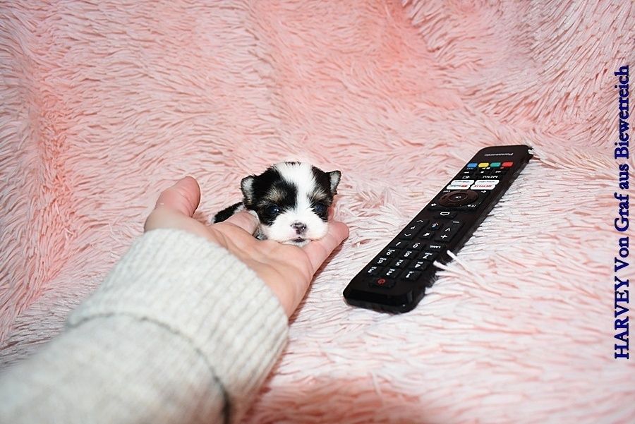 Najmniejszy Biewer Yorkshire Terrier w Polsce