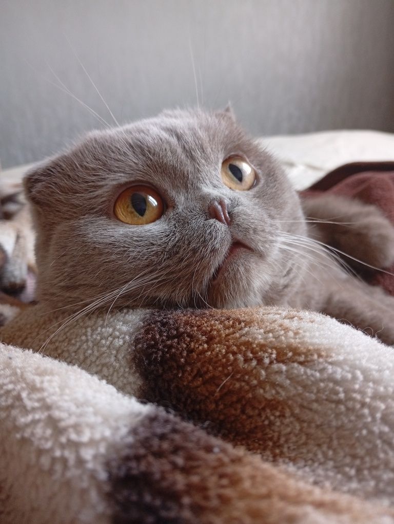 Кот для вязки! Ищем подругу )