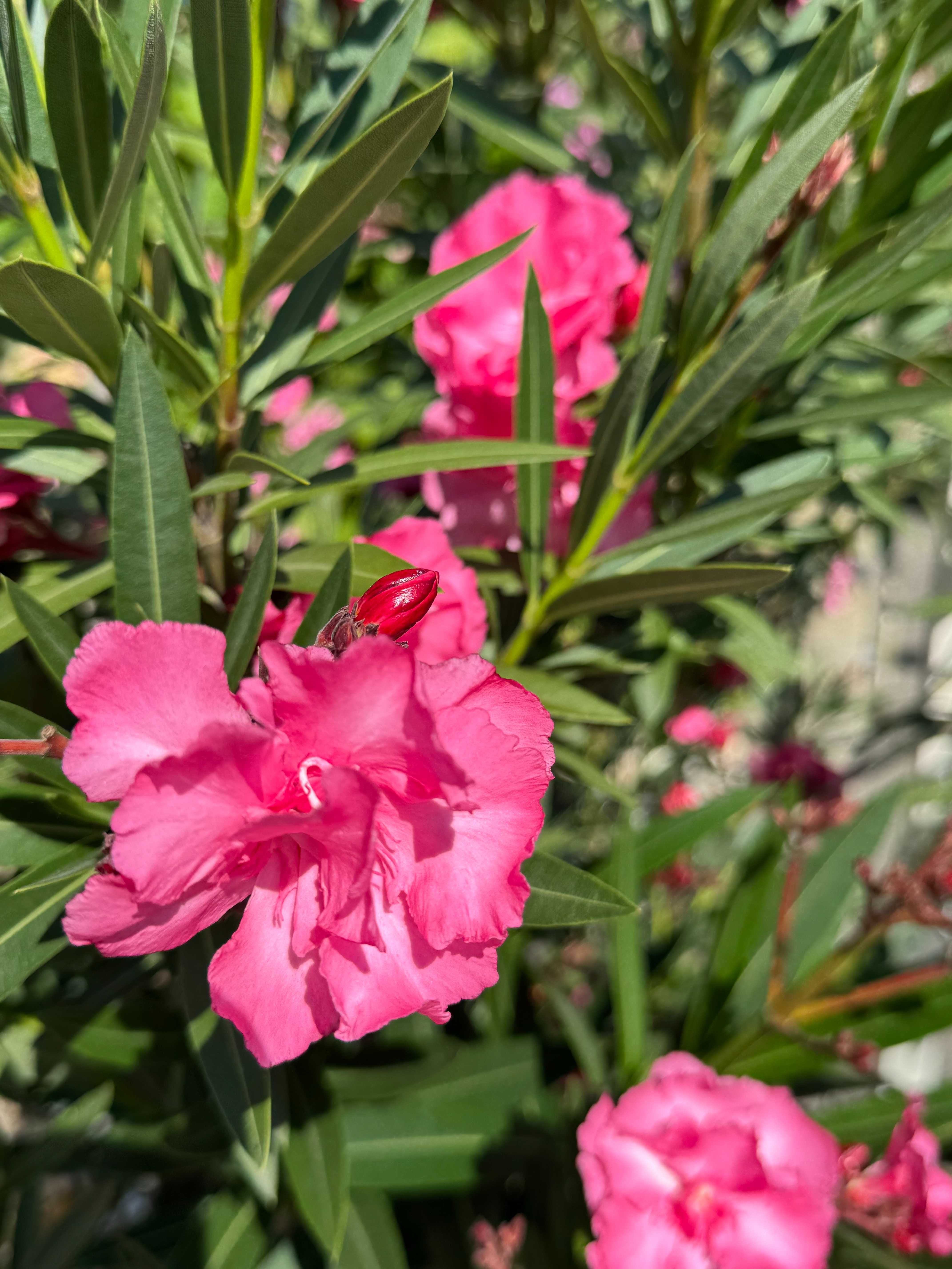 Oleander pospolity kwiaty różowe pełne