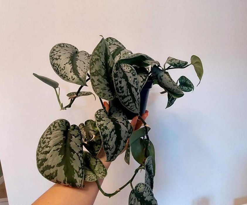 Planta Scindapsus Pictus Trebie