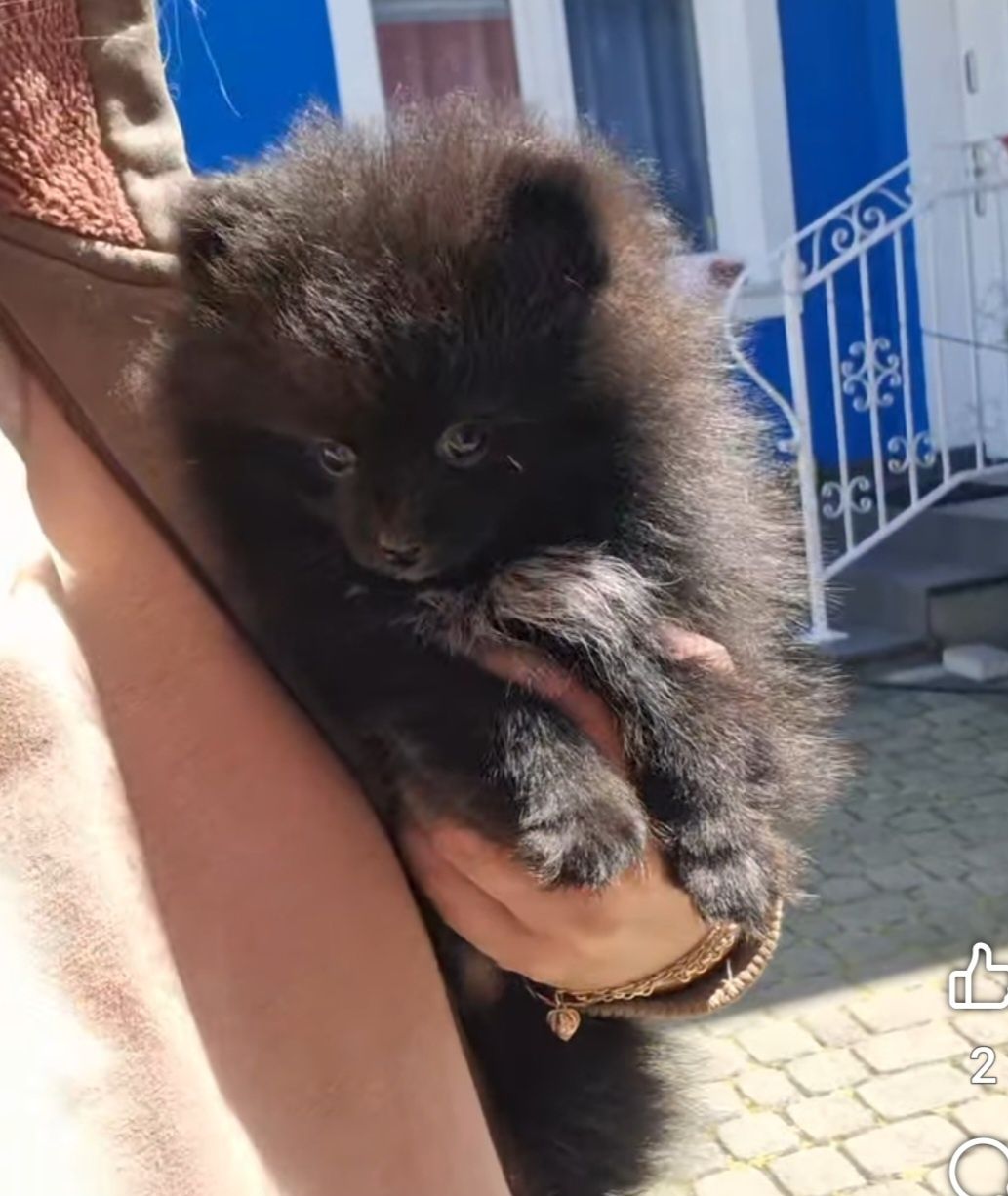 Pomeranian/szpic miniaturowy sunia,czarna kruszynka do 2 kg