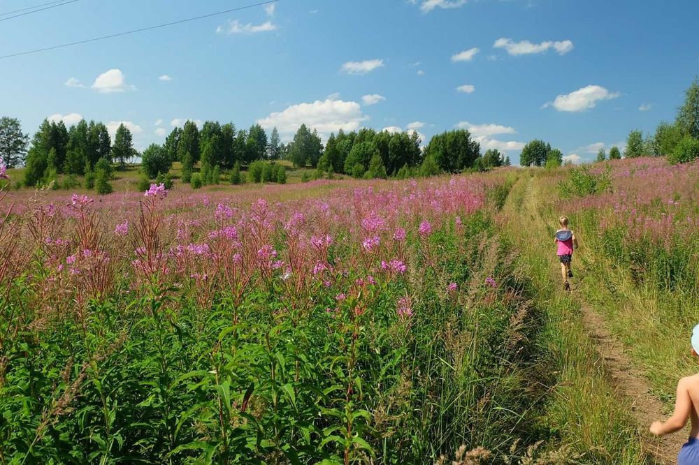 Іван-чай ферментований кипрій, з ягодами, недорого