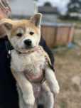 Suczka Akita Inu japońska masc czerwona