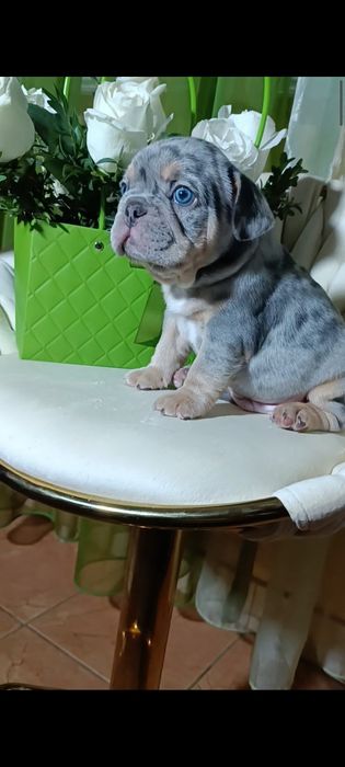 Мальчик лиловое мерле