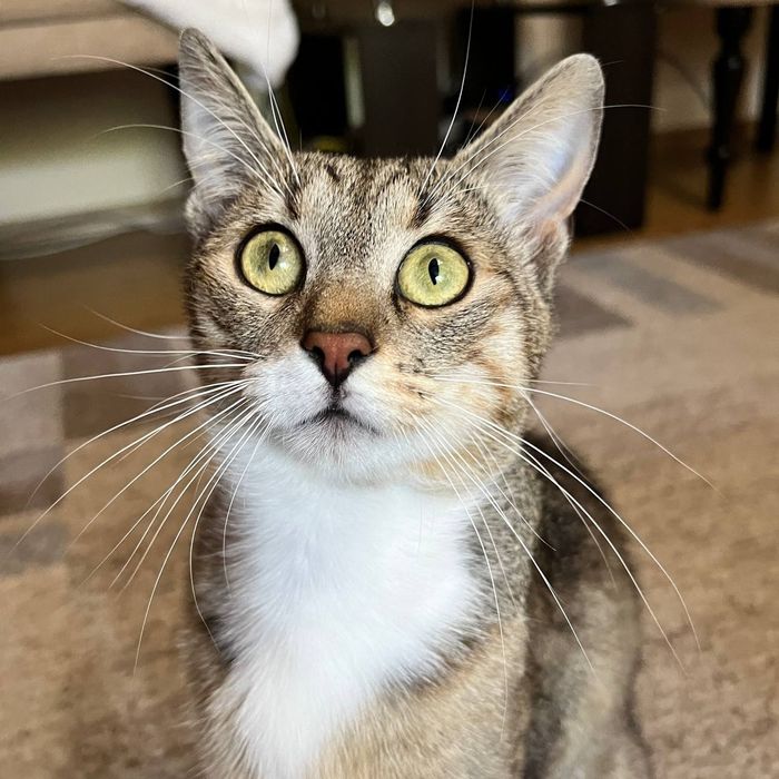 Котик Томчик шукає родину