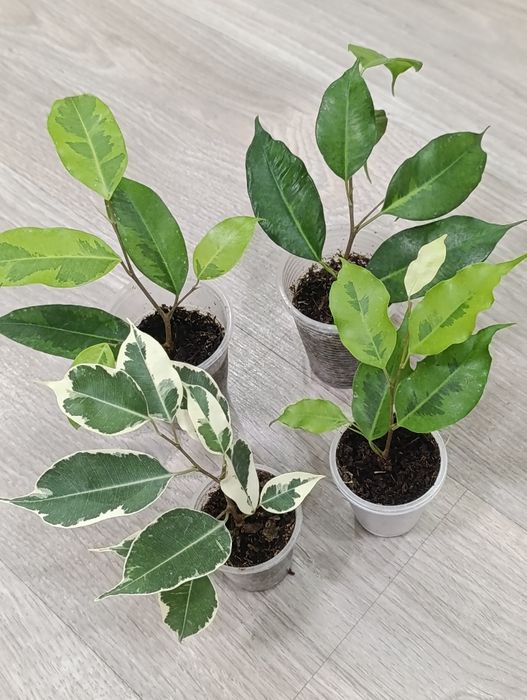 Фікус бенжаміна набір із 4