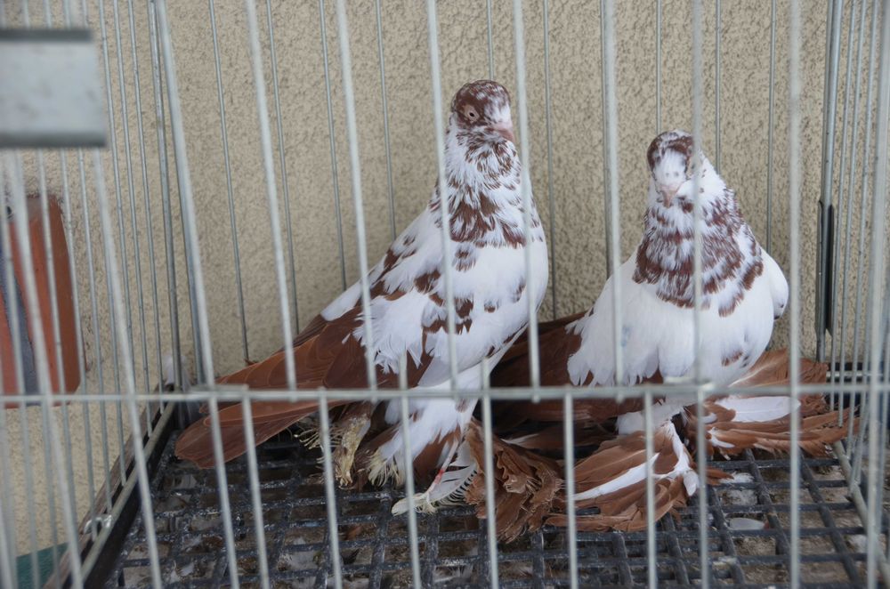 Gołębie Ozdobne Widyny Czerwone Para