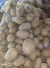Ziemniaki jadalne Gala ,ziemniaki drobne paszowe